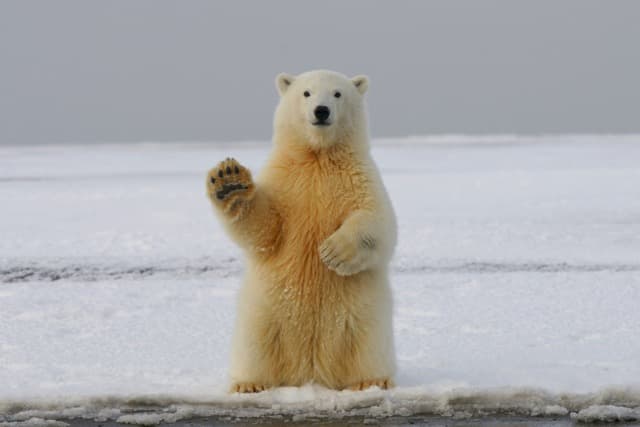 wildlife
