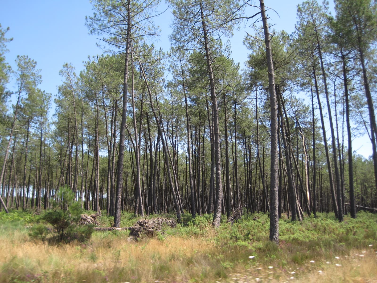Hostens and the Leyre: Five Lakes in the Landes Forest and a Canoe on the Little Amazon