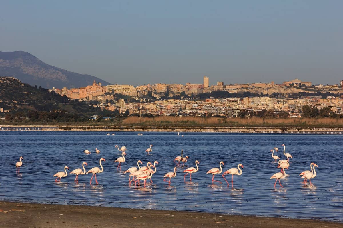 Molentargius and the Poetto: Flamingos on Cagliari’s Salt Pans