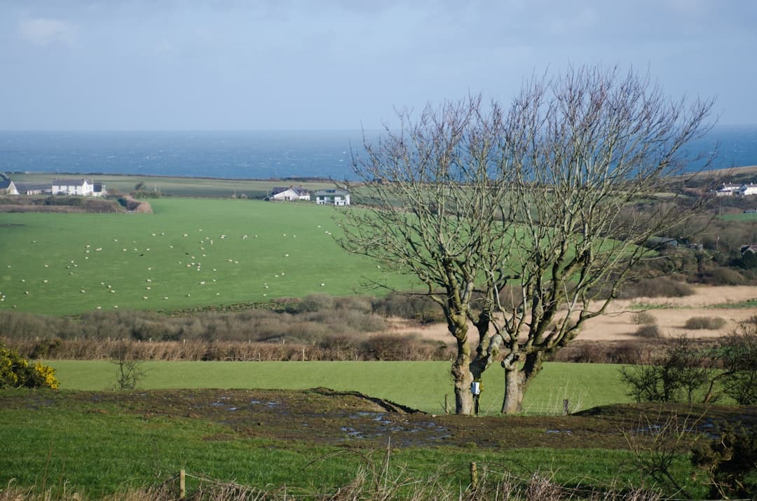 Puffin Island: Ynys Seiriol by Boat