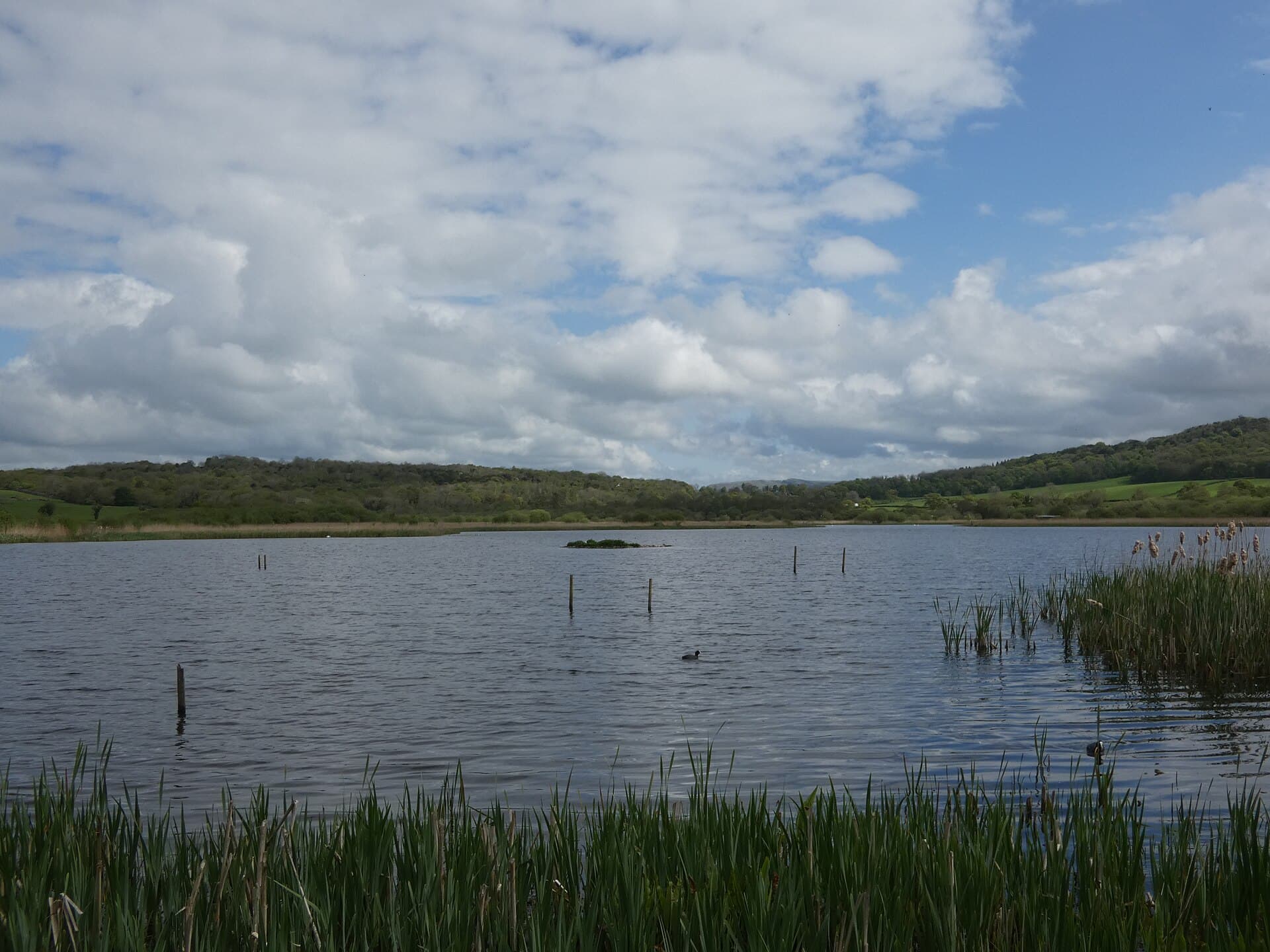 Leighton Moss: Bitterns in the Biggest Reedbed in the North-West