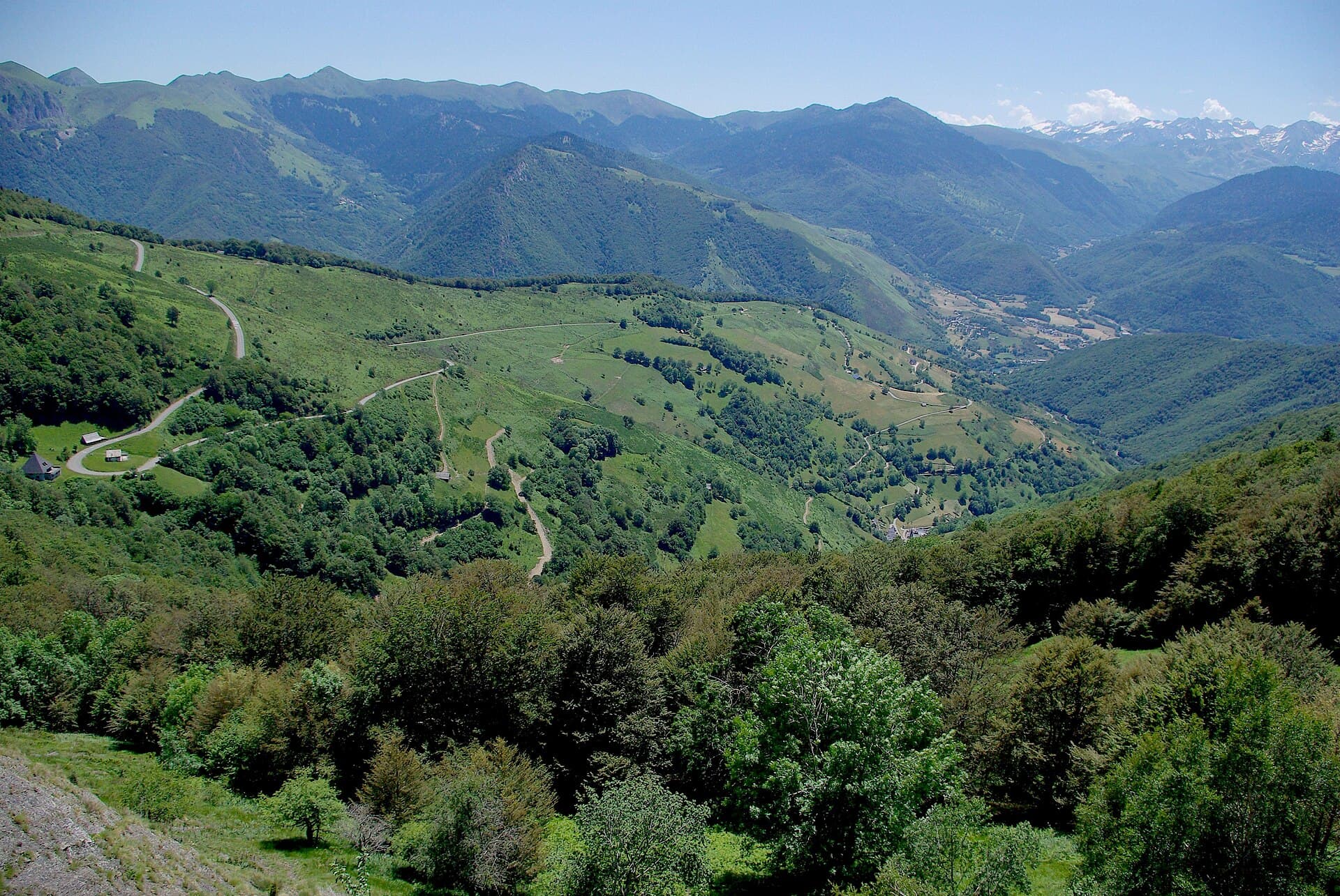 The Col d'Aspin: Pine Woods, Payolle and Loose Cattle