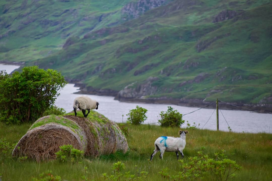 Union Hall: Whale Watching in West Cork