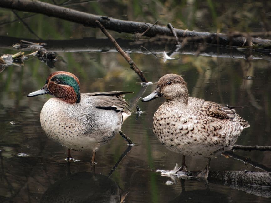 Wexford Wildfowl Reserve