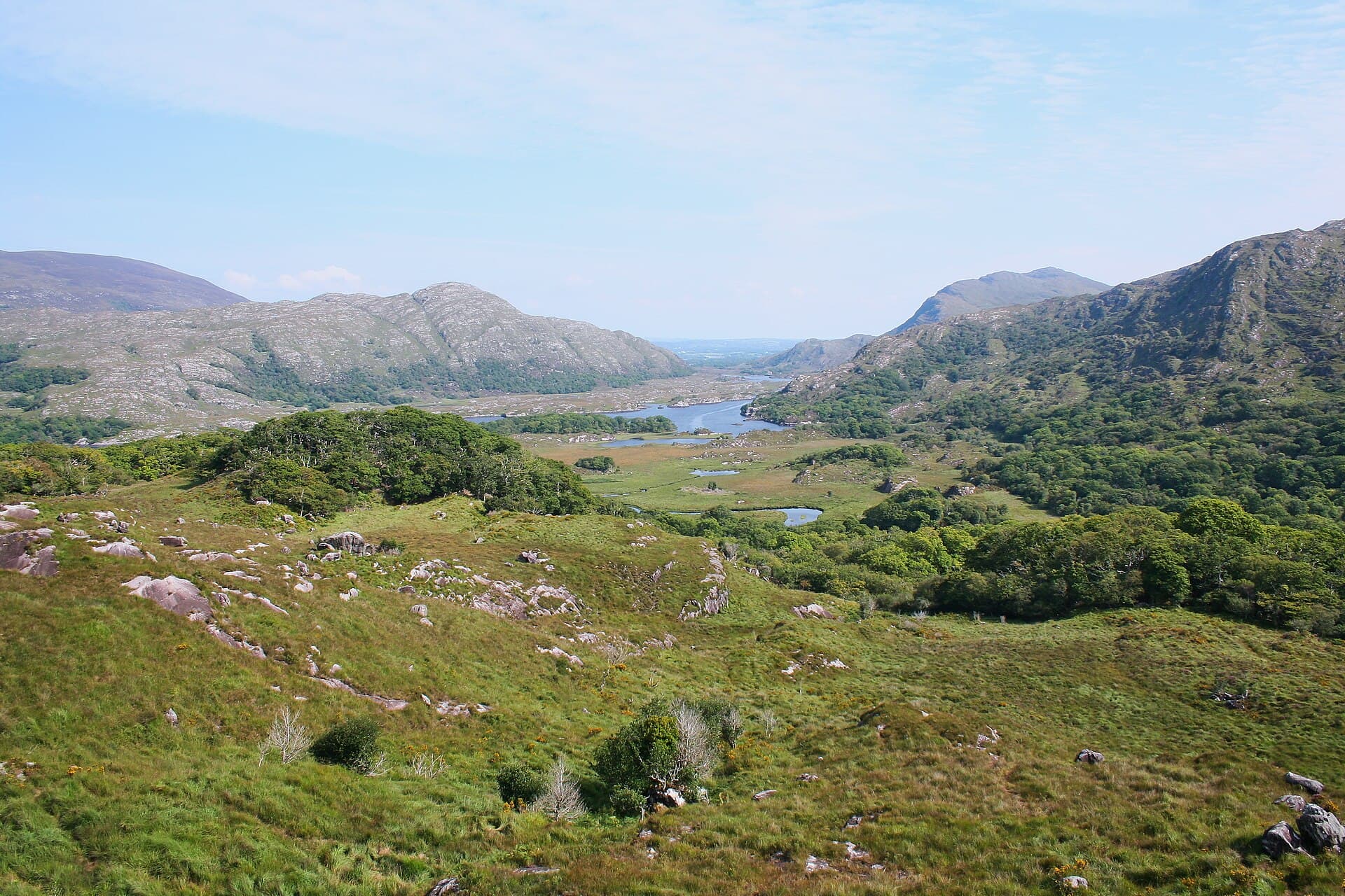 The Killarney Oakwoods: Ireland's Most Extensive Native Forest