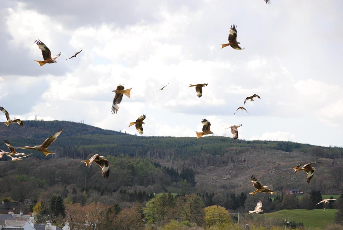 The Galloway Kite Trail: Red Kites Over Loch Ken