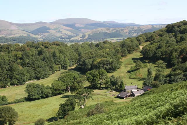 Gigrin Farm: Hundreds of Red Kites at Feeding Time