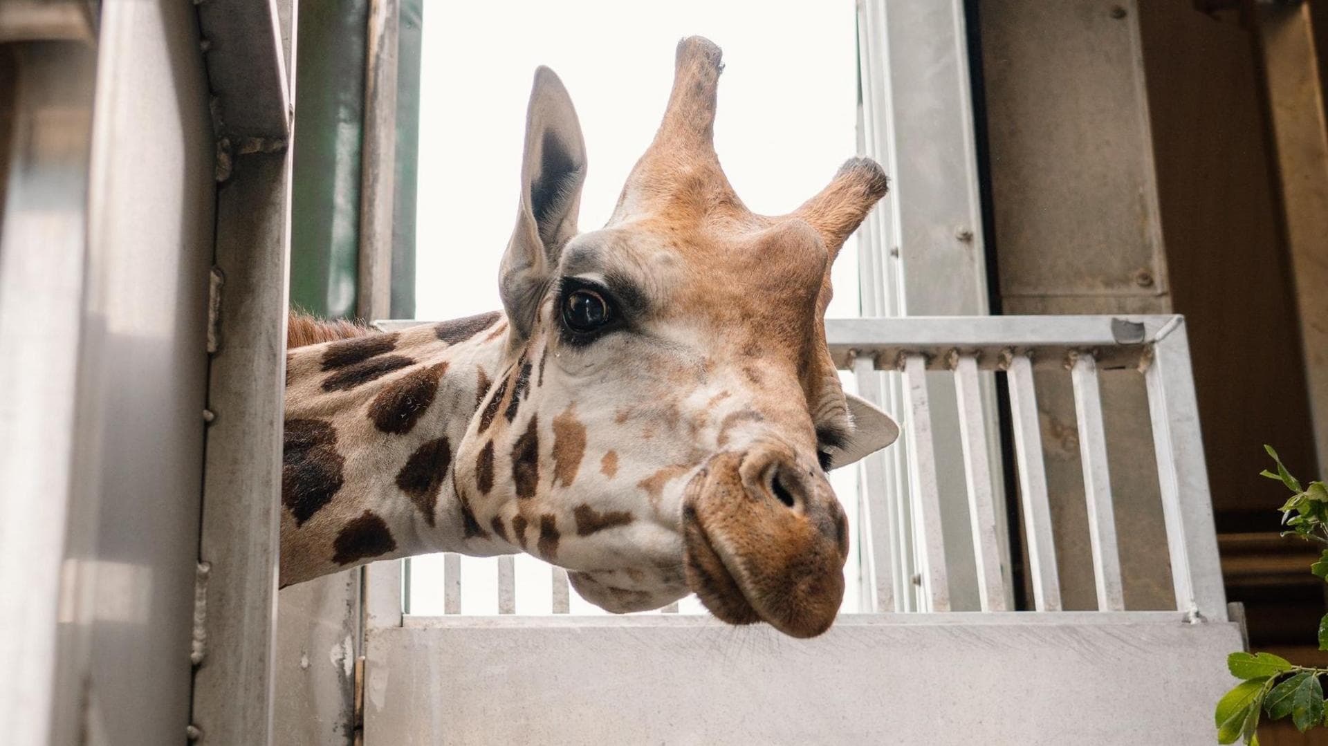 Longleat: The First Safari Park Outside Africa